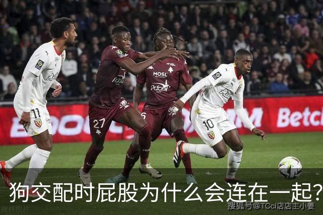 狗交配时屁股为什么会连在一起？是母狗不让，还是公狗不想？